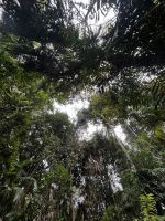 Cairns: Tagesausflug Kuranda Regenwald