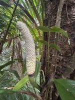 Cairns: Tagesausflug Kuranda Regenwald