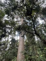 Cairns: Tagesausflug Kuranda Regenwald