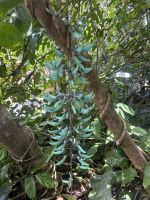 Cairns: Tagesausflug Kuranda