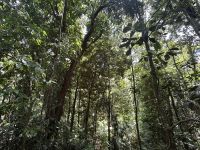 Cairns: Tagesausflug Mossman Gorge