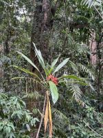Cairns: Tagesausflug Mossman Gorge