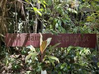 Cairns: Tagesausflug Mossman Gorge Mittagesseen im Daintree Teahouse