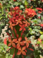 Cairns: Tagesausflug Mossman Gorge