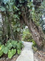 Cairns: Tagesausflug Mossman Gorge / Daintree Nationalpark