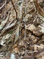 Cairns: Daintree Nationalpark Baumharze