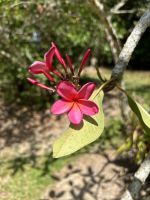 Cairns: Daintree Nationalpark