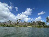 Cairns: Daintree Nationalpark Bootsfahrt 
