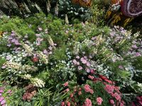 Singapur: Flower Dome