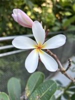 Singapur: National Orchid Garten