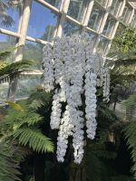 Singapur: National Orchid Garten