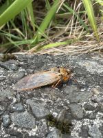 Sydney: Blue Mountains