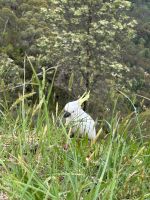 Sydney: Blue Mountains