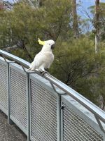 Sydney: Blue Mountains