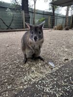 Sydney: Featherdale Wildlife Park Rotnackenkänguru