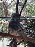 Sydney: Featherdale Wildlife Park Koala 