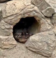 Sydney: Featherdale Wildlife Park Wombat