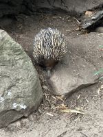 Sydney: Featherdale Wildlife Park Ameisenigel