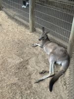 Sydney: Featherdale Wildlife Park Känguru
