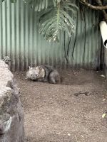Sydney: Featherdale Wildlife Park Wombat