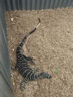 Sydney: Featherdale Wildlife Park