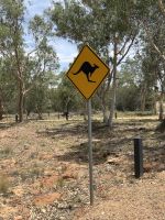 Alice Springs: Achtung Kängurus