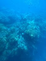 Cairns: Ausflug zum Great Barrier Reef