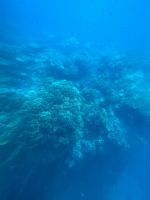 Cairns: Ausflug zum Great Barrier Reef