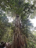 Cairns: Tagesausflug Kuranda