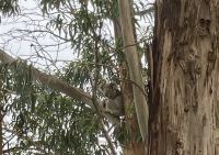 Koala, Great Ocean Road