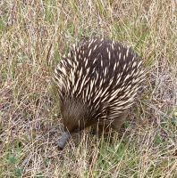 Echidna, Great Ocean Road 