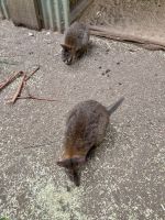 Wallabies, Featherdale Wildlife Park