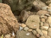 Quokka, Featherdale Wildlife Park