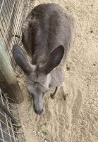 Känguru, Featherdale Wildlife Park
