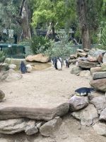 Pinguine, Featherdale Wildlife Park