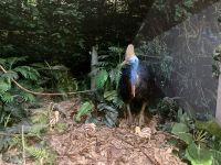 Kasuar, Skyrail Regenwald