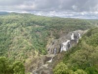 Barron Falls, Regenwald