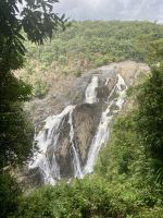 Barron Falls, Regenwald