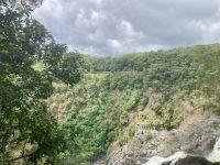 Barron Falls, Regenwald