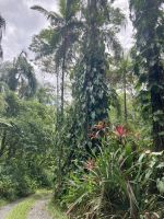 Mittagessen Daintree Tea House