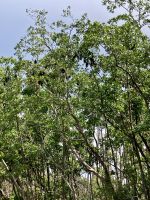 Fledermäuse, Bootsfahrt auf dem Daintree River 