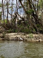 Schmuckreiher, Bootsfahrt auf dem Daintree River 