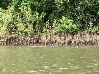 Scarface Krokodil, Bootsfahrt auf dem Daintree River  
