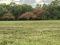 Wallabies, Nähe Cairns
