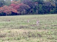 Wallabies, Nähe Cairns