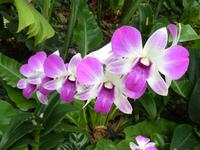 Im Botanischen Garten