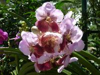 Im Botanischen Garten