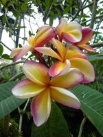 Im Botanischen Garten