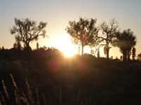 Sonnenaufgang am Uluru