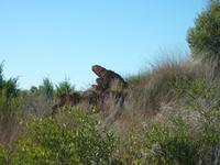 Im Alice Springs Desert Park